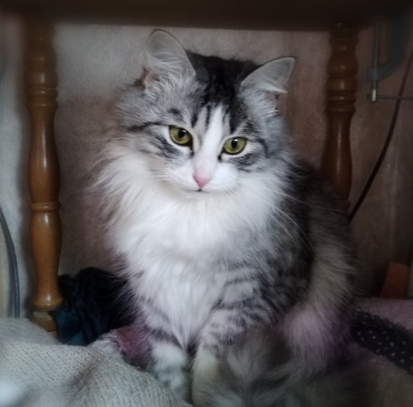 Сибирская красавица Маша ищет дом, 9 мес. В дар!, Серебристый, Солнцево, Кошка в хорошие руки