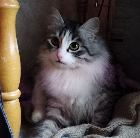 Сибирская красавица Маша ищет дом, 9 мес. В дар!, Серебристый, Солнцево, Кошка в хорошие руки
