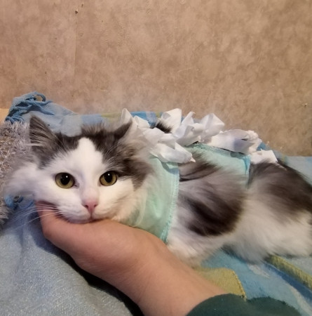 Нежная Уленька ищет дом, 8 мес. В дар!, Двухцветный, Солнцево, Кошка в хорошие руки