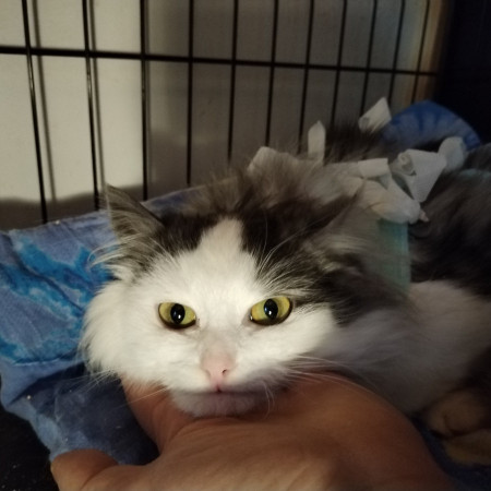 Нежная Уленька ищет дом, 8 мес. В дар!, Двухцветный, Солнцево, Кошка в хорошие руки