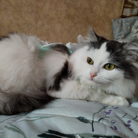 Нежная Уленька ищет дом, 8 мес. В дар!, Двухцветный, Солнцево, Кошка в хорошие руки