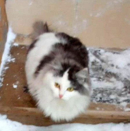 Нежная Уленька ищет дом, 8 мес. В дар!, Двухцветный, Солнцево, Кошка в хорошие руки