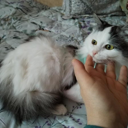 Нежная Уленька ищет дом, 8 мес. В дар!, Двухцветный, Солнцево, Кошка в хорошие руки