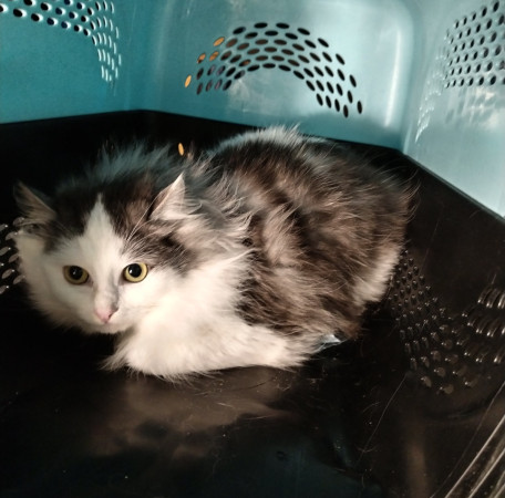 Нежная Уленька ищет дом, 8 мес. В дар!, Двухцветный, Солнцево, Кошка в хорошие руки