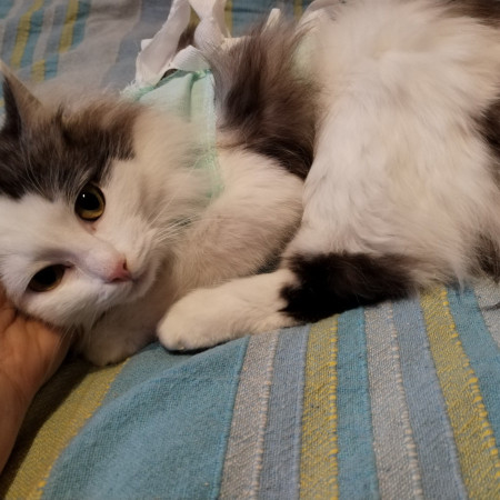 Нежная Уленька ищет дом, 8 мес. В дар!, Двухцветный, Солнцево, Кошка в хорошие руки