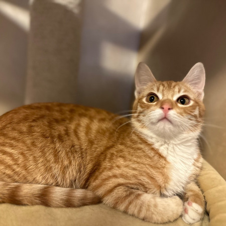 Рыжий Рудольф в поисках счастья! В дар!, котенок 5 месяцев