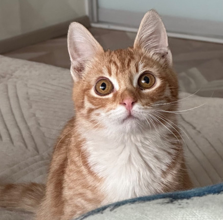 Рыжий Рудольф в поисках счастья! В дар!, котенок 5 месяцев