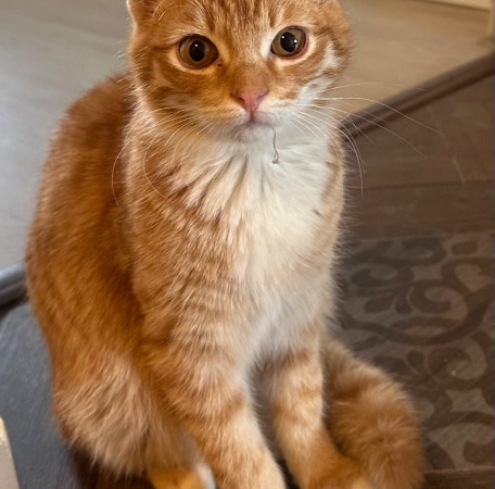 Рыжий Рудольф в поисках счастья! В дар!, котенок 5 месяцев