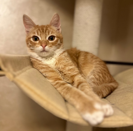 Рыжий Рудольф в поисках счастья! В дар!, котенок 5 месяцев