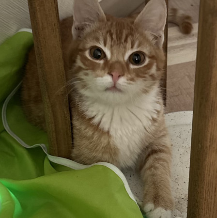 Рыжий Рудольф в поисках счастья! В дар!, котенок 5 месяцев