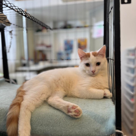 Котик-подросток Хайди ищет дом. В дар!, котенок 7 месяцев