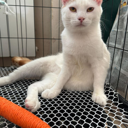 Котик-подросток Хайди ищет дом. В дар!, котенок 7 месяцев