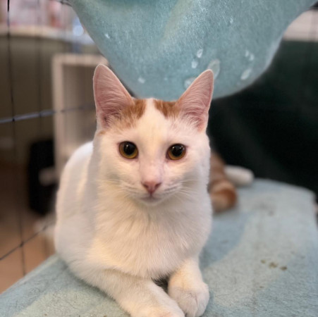 Котик-подросток Хайди ищет дом. В дар!, котенок 7 месяцев