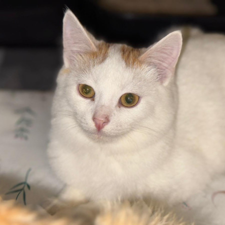 Котик-подросток Хайди ищет дом. В дар!, котенок 7 месяцев