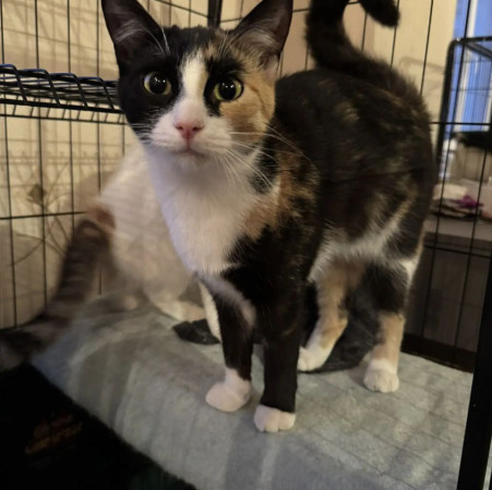 Кошечка- подросток Брави ищет дом. В дар!, котенок 7 месяцев