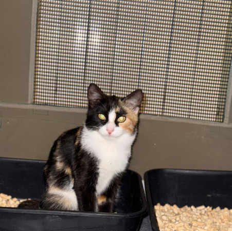 Кошечка- подросток Брави ищет дом. В дар!, котенок 7 месяцев