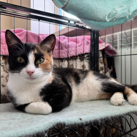 Кошечка- подросток Брави ищет дом. В дар!, котенок 7 месяцев