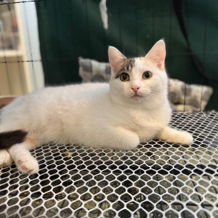 Кошечка-подросток  Эмми ищет дом. В дар!, котенок 7 месяцев