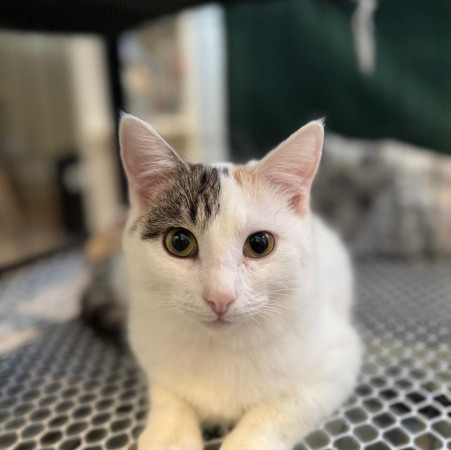 Кошечка-подросток  Эмми ищет дом. В дар!, котенок 7 месяцев