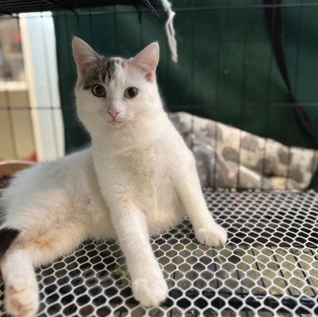 Кошечка-подросток  Эмми ищет дом. В дар!, котенок 7 месяцев