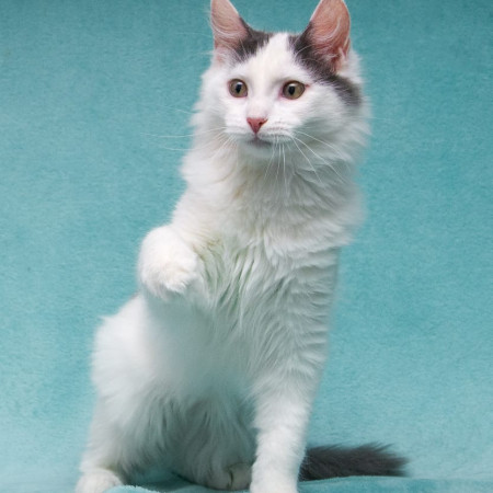 Нежный котенок Тосик ищет дом. В дар!, котенок 5 месяцев