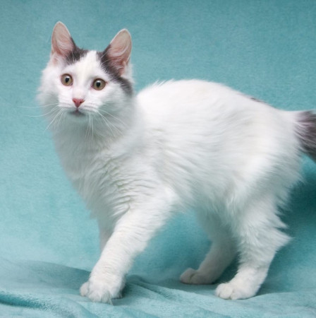 Нежный котенок Тосик ищет дом. В дар!, котенок 5 месяцев