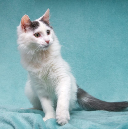 Нежный котенок Тосик ищет дом. В дар!, котенок 5 месяцев