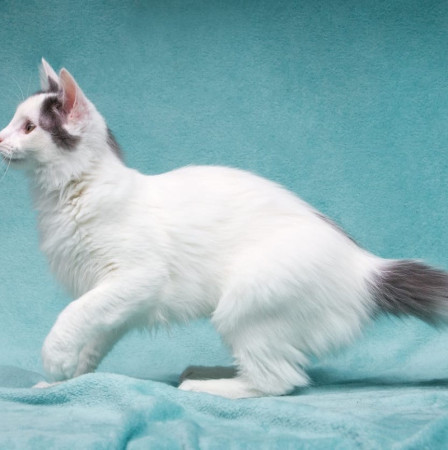 Нежный котенок Тосик ищет дом. В дар!, котенок 5 месяцев