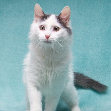 Нежный котенок Тосик ищет дом. В дар!, котенок 5 месяцев