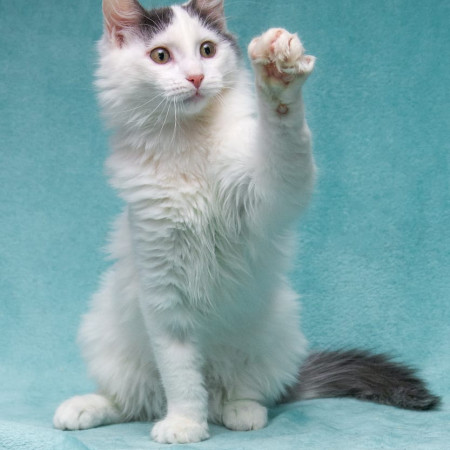 Нежный котенок Тосик ищет дом. В дар!, котенок 5 месяцев