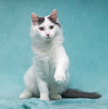 Нежный котенок Тосик ищет дом. В дар!, котенок 5 месяцев