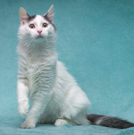 Нежный котенок Тосик ищет дом. В дар!, котенок 5 месяцев