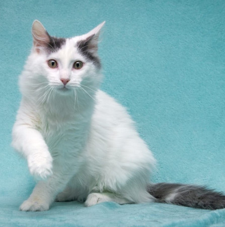 Нежный котенок Тосик ищет дом. В дар!, котенок 5 месяцев