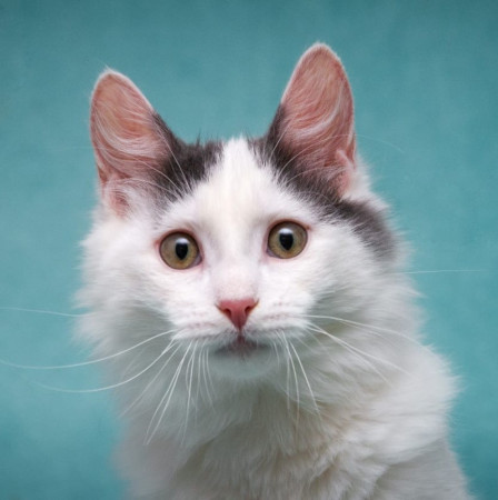 Нежный котенок Тосик ищет дом. В дар!, котенок 5 месяцев