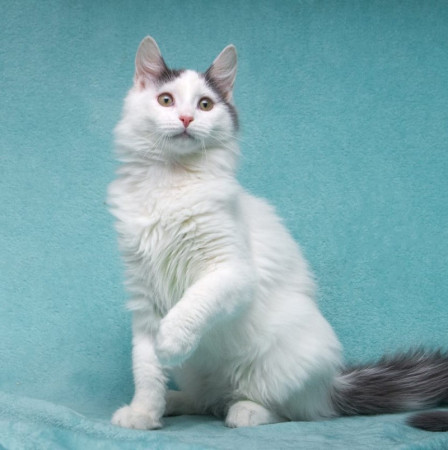 Нежный котенок Тосик ищет дом. В дар!, котенок 5 месяцев