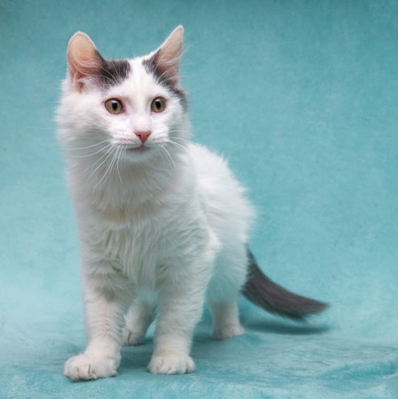 Нежный котенок Тосик ищет дом. В дар!, котенок 5 месяцев