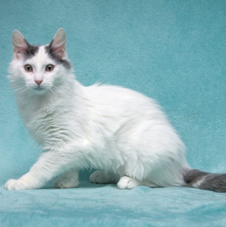 Нежный котенок Тосик ищет дом. В дар!, котенок 5 месяцев