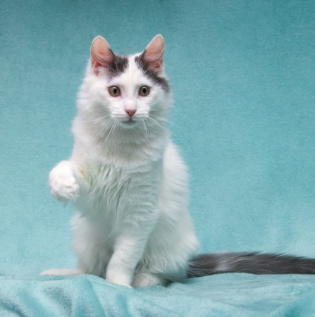 Нежный котенок Тосик ищет дом. В дар!, котенок 5 месяцев