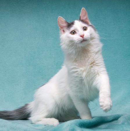 Нежный котенок Тосик ищет дом. В дар!, котенок 5 месяцев