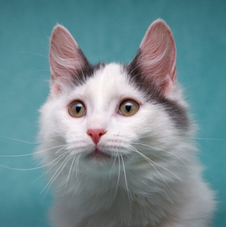 Нежный котенок Тосик ищет дом. В дар!, котенок 5 месяцев