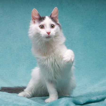 Нежный котенок Тосик ищет дом. В дар!, котенок 5 месяцев