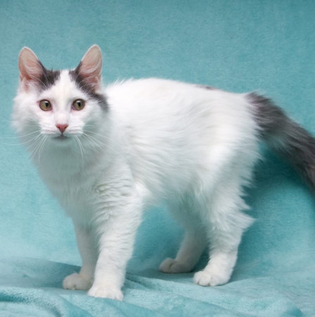 Нежный котенок Тосик ищет дом. В дар!, котенок 5 месяцев