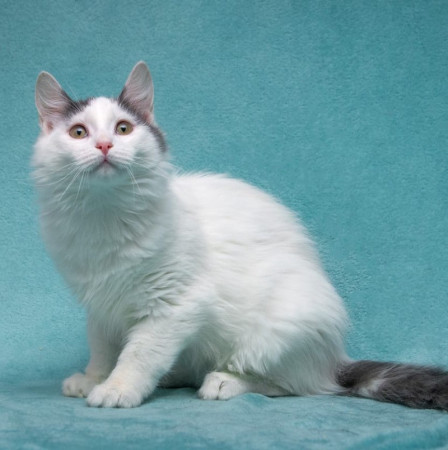 Нежный котенок Тосик ищет дом. В дар!, котенок 5 месяцев