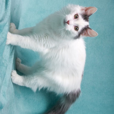 Нежный котенок Тосик ищет дом. В дар!, котенок 5 месяцев