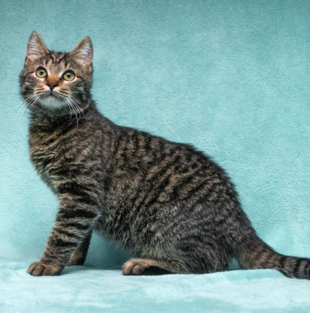 Прекрасный котенок тигренок Тихон в поисках дома. В дар!, котенок 9 месяцев