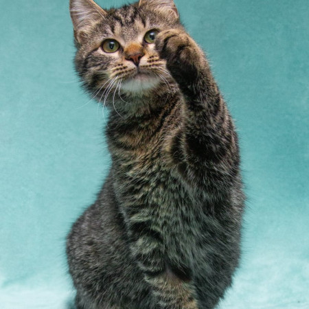 Прекрасный котенок тигренок Тихон в поисках дома. В дар!, котенок 9 месяцев