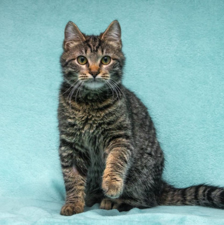 Прекрасный котенок тигренок Тихон в поисках дома. В дар!, котенок 9 месяцев