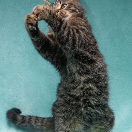 Прекрасный котенок тигренок Тихон в поисках дома. В дар!, котенок 9 месяцев