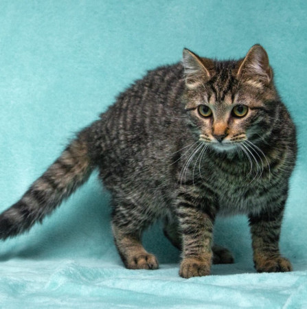 Прекрасный котенок тигренок Тихон в поисках дома. В дар!, котенок 9 месяцев