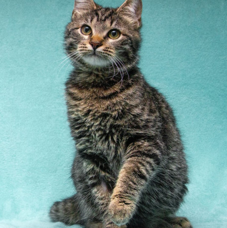 Прекрасный котенок тигренок Тихон в поисках дома. В дар!, котенок 9 месяцев